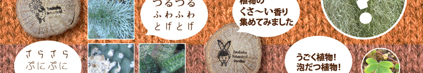 重い？軽い？木の重さ比べ・ミクロな世界をのぞいてみよう