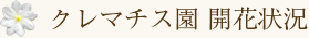 クレマチス園 開花状況