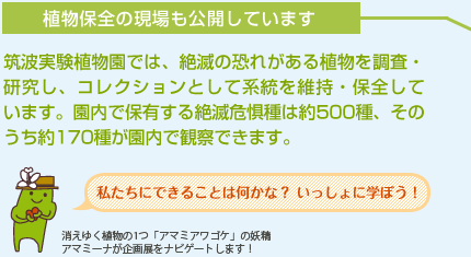 筑波実験植物園では、絶滅の恐れがある植物を調査・研究し、コレクションとして系統を維持・保全しています。園内で保有する絶滅危惧種は約500種、そのうち約170種が園内で観察できます。