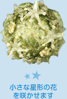 コシガヤホシクサの花。小さな星形の花を咲かせます