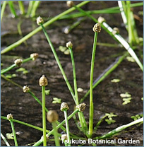 コシガヤホシクサ写真