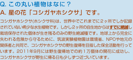 コシガヤホシクサ(ホシクサ科)は、世界中でこれまでに２ヶ所でしか記録されていない希少な水生植物です。しかし２ヶ所の自生地からはすでに絶滅し栽培保存された個体が生き残るのみの野生絶滅種です。地球上から完全に失われる危険から守るために、筑波実験植物園は環境省、NPOや地元の関係者と共同で、コシガヤホシクサの野生復帰を目指した保全活動を行っています。2011年9月には野生復帰地での約１万個体の開花に成功し、コシガヤホシクサが野生に帰る日も少しずつ近づいています。