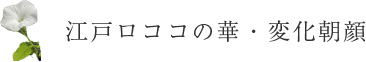 江戸ロココの華・変化朝顔