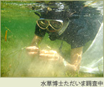 水草調査中の写真