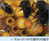 マルハナバチの巣作りの様子