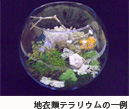 地衣類テラリウムの一例写真