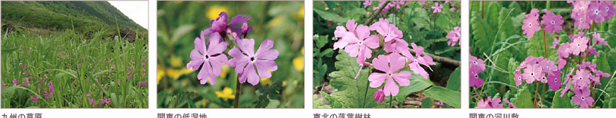 日本各地のサクラソウ写真