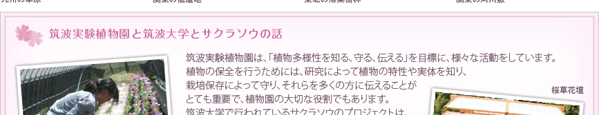 「筑波実験植物園と筑波大学とサクラソウの話」筑波実験植物園は、「植物多様性を知る、守る、伝える」を目標に、様々な活動をしています。植物の保全を行うためには、研究によって植物の特性や実体を知り、栽培保存によって守り、それらを多くの方に伝えることがとても重要で、植物園の大切な役割でもあります。