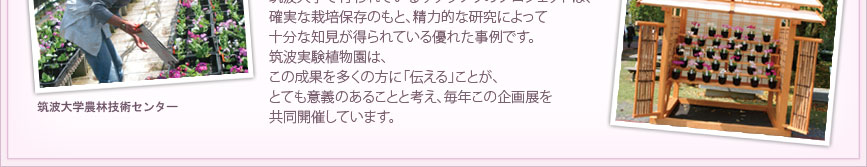 筑波大学で行われているサクラソウのプロジェクトは、確実な栽培保存のもと、精力的な研究によって十分な知見が得られている優れた事例です。筑波実験植物園は、この成果を多くの方に「伝える」ことが、とても意義のあることと考え、毎年この企画展を共同開催しています。