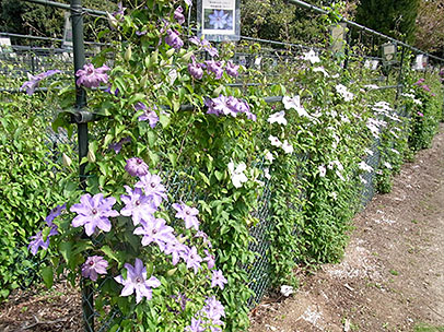 クレマチス園の様子