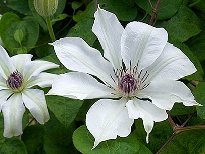 クレマチス‘大八洲’