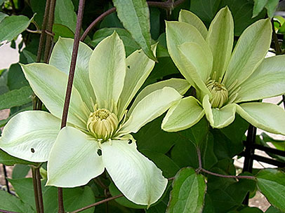 クレマチス‘月宮殿’