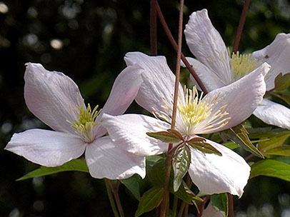 クレマチス・モンタナ‘エリザベス