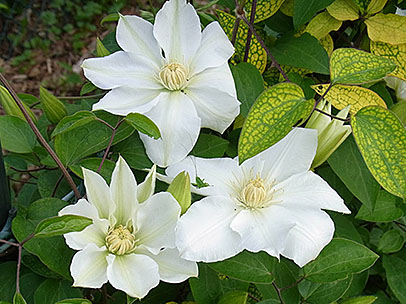 クレマチス‘都築’