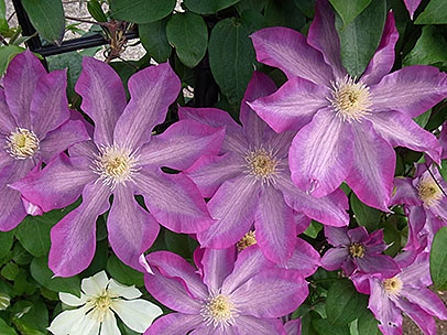 クレマチス‘柿生’