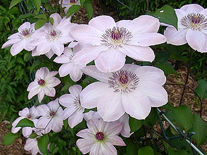 クレマチス‘ドーン’