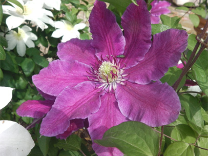 クレマチス‘コロナ’ 