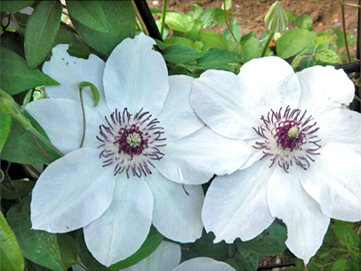 クレマチス‘大八州’ 