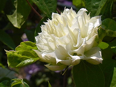 クレマチス‘ダッチェス・オブ・エジンバラ’