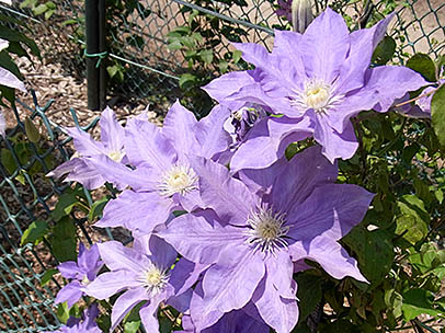 クレマチス‘Ｈ･Ｆ･ヤング’