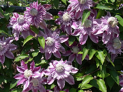 クレマチス‘エビヨヒル’