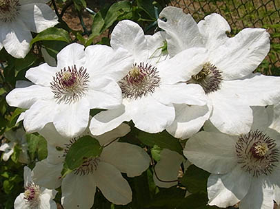 クレマチス‘白根’