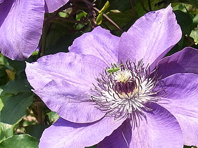 クレマチス‘弥一’