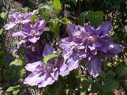 クレマチス‘ビビアン・ペンネル’