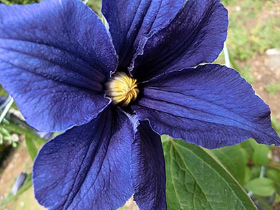 クレマチス‘デュランディ’