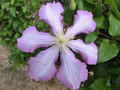 クレマチス‘イゥビリエーニ70’