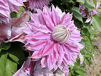 クレマチス‘エビヨヒル’