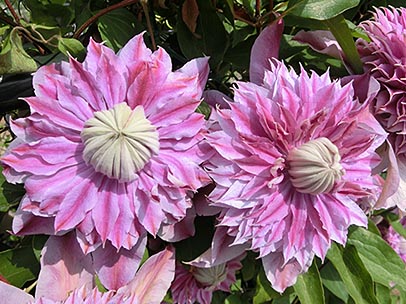 クレマチス‘エビヨヒル’