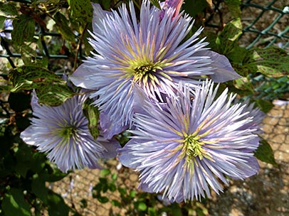 クレマチス‘ダブル・ブルー’