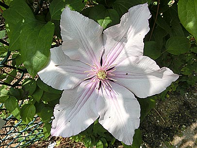 クレマチス‘ティーウ’