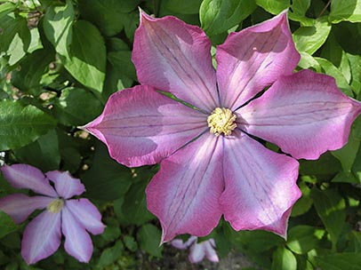 クレマチス‘ニコライ･ルブツォフ’