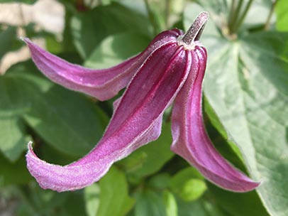 クレマチス‘パステル・ピンク’