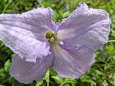 クレマチス‘ベティー・コーニング’