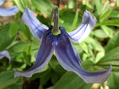 クレマチス‘ヘンダーソニー’