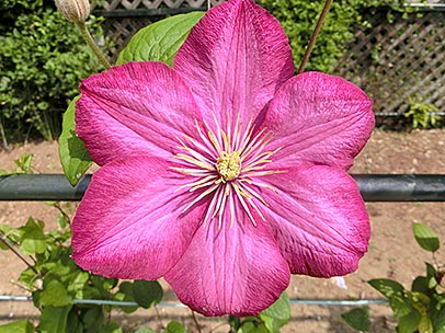 クレマチス‘ビル・ド・リヨン’