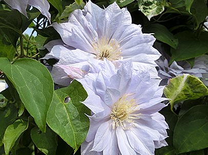 クレマチス‘天塩’