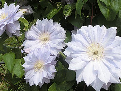 クレマチス‘天塩’