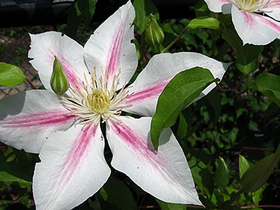 クレマチス‘アンドロメダ’