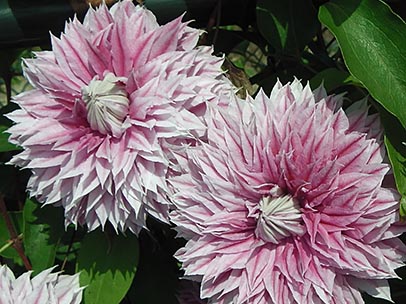 クレマチス‘エビヨヒル’