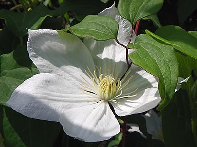 クレマチス‘ザ・ブライド’