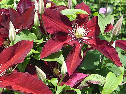 クレマチス‘ニオベ’