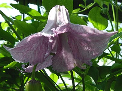 クレマチス‘ベティ・コーニング’