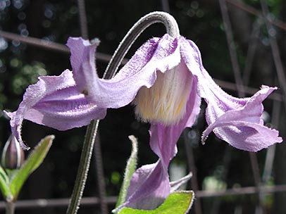 クレマチス‘ヘンダーソニー’