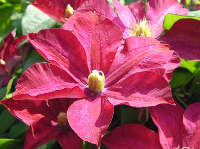 クレマチス‘マダム・エドアール・アンドレ’