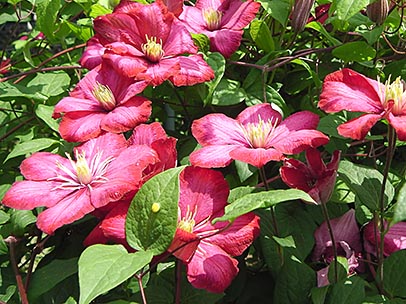 クレマチス‘ビル・ド・リヨン’