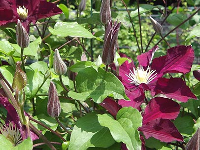 クレマチス‘ワルシャフスカ・ニキ’